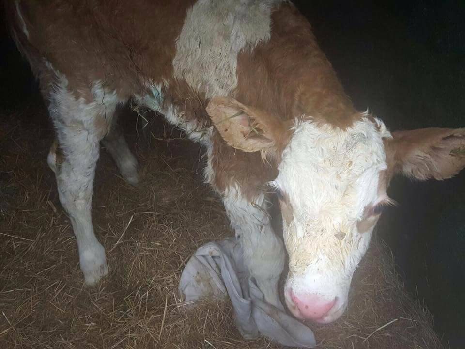 Jong Jubal heeft een geslaagd kamp achter de rug in Alphen (foto 6 van 7)